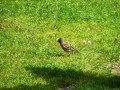 Chaffinch (introduced from England)
