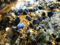 Mussels