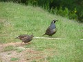 California Quail