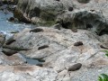 Fur Seals