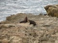 Fighting Fur Seals