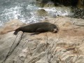 Fur Seal