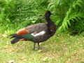 Paradise Duck