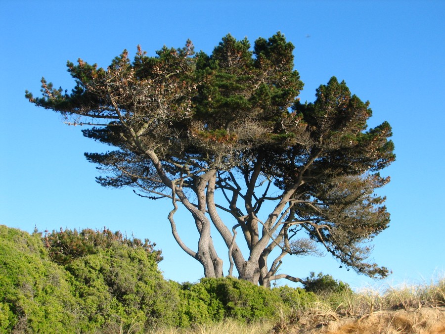 A Tree near Omaru