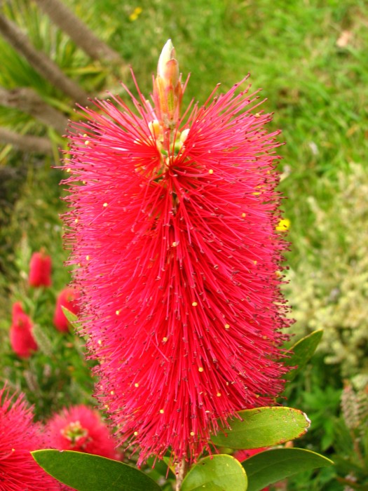 Pink Flower?
