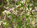 Berries