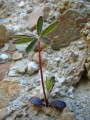 Growing out of Clay