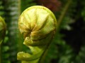 Fern