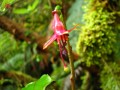 Rainforest in Bloom