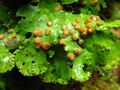 Mushrooms on a Plant