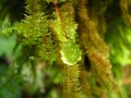 Moss