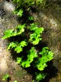 Growing out of Rock