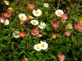 Daisies