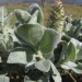 Hairy Plants