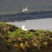 A Seagull attacking a Girl