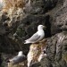 Seagull on her Egg