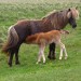 Icelander Horses