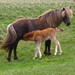 Icelander Horses