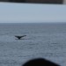 Tail fin of a Humpback Whale