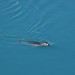A Seal in Jökulsárlón