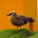 A Skua