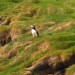 A Puffin
