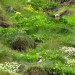 Puffins