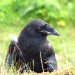 A Raven