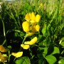 Dike Flowers