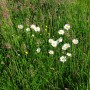 Daisies