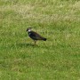 Peewit