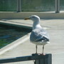 Seagull at the Seal Station