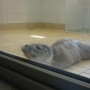 Robert the Baby Seal