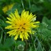 Buggy Flower