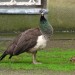 Peacock and Chick