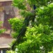 Peacock in a Tree