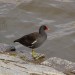 Some Kind of Duck?