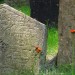 At the Old Jewish Graveyard