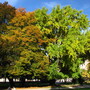 Trees at the Place de la Republique