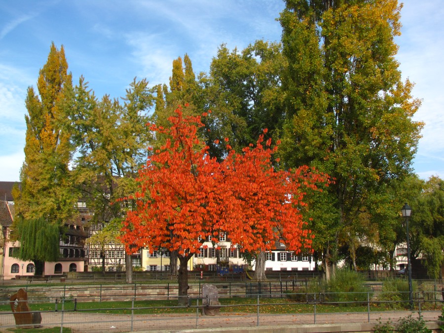 Autumn Foilage