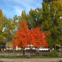 Autumn Foilage