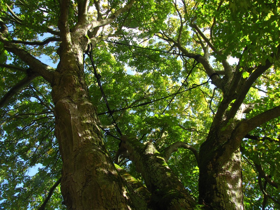 Old Tree at Chorin Chloister