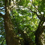 Old Tree at Chorin Chloister