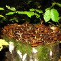 Mushroom Colony