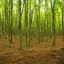 Woods