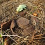 A Land Mine?