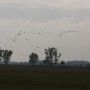 Goose Preparing to Fly South