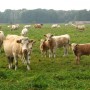 Curious Cows