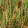 Bulrush
