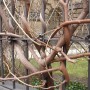 Growing around a Fence